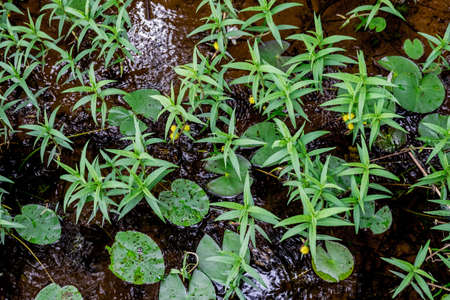 The natural texture of the grassの写真素材