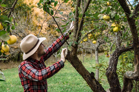 Farmers market, healthy food:  farmer man gathers organic homegrown quinceの写真素材