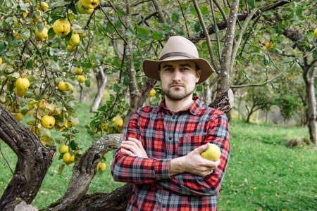 Farmers market, healthy food:  farmer man gathers organic homegrown quinceの写真素材
