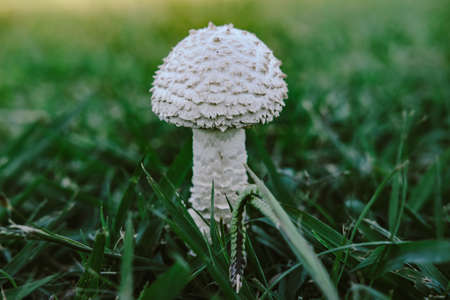White mushroom in forest in autumn late evening warm lightの写真素材
