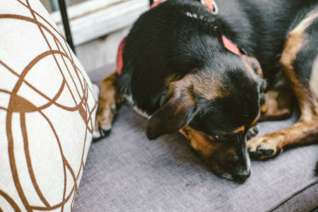 Cute dog lying on grey sofa in cafe