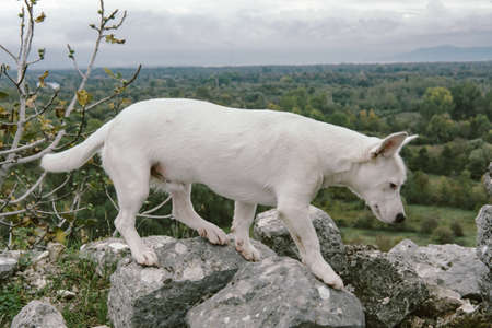 Cute white dog plays on green lawn