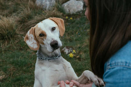 Closeup Woman with a dog in the mountainsの写真素材