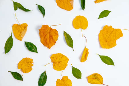 Top View Colorful autumn pattern with leaves. Flat lay. Season concept.の写真素材