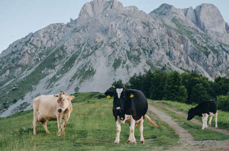 Cows eat grass against the background of mountainsの写真素材