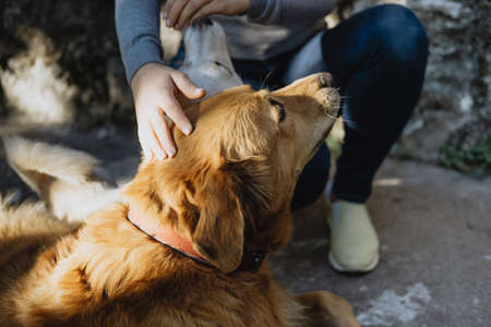 Closeup redhead dog with  woman stroking her の写真素材