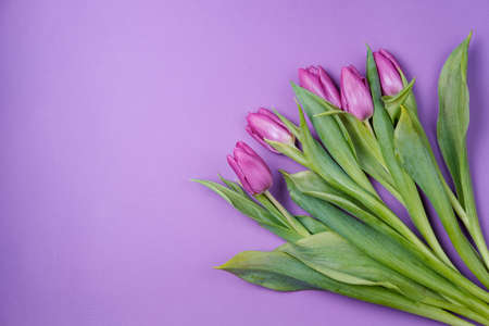 Violet tulips on a pink background. Spring concept. Top view, flat lay, copy spaceの写真素材