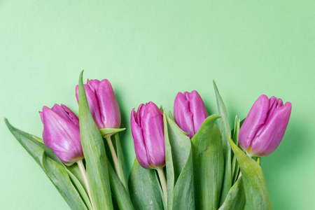 Purple tulips on a green background. Spring concept. Top view, flat lay, copy spaceの写真素材