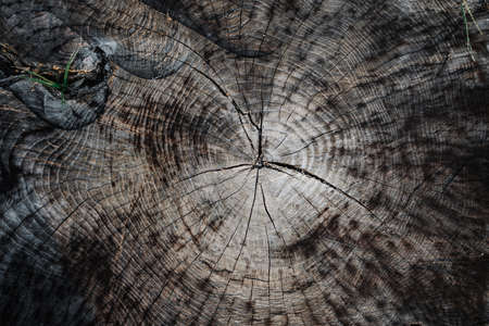 A cut of old wood. Top viewの写真素材