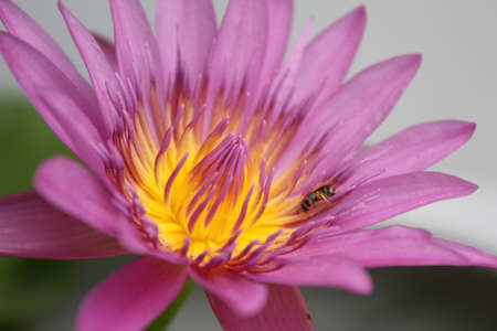 Lotus
