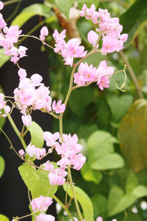 garden flowers の写真素材