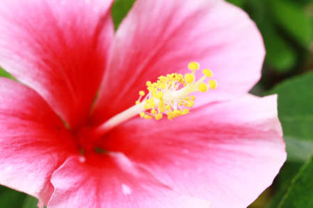 Hibiscus Flower  Shallow DOFの写真素材