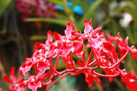Branch red orchid flower の写真素材