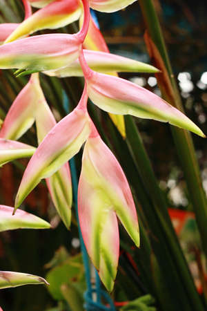 Heliconia flower の写真素材