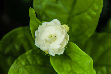 Jasmine の写真素材