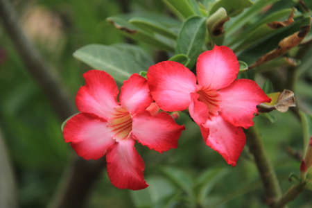 Flowers in closeup shot の写真素材