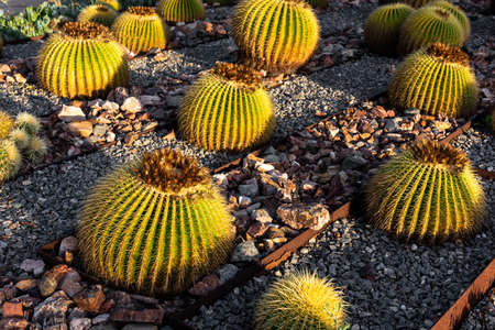 Golden barrel cactus with sunlightの写真素材