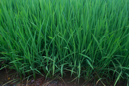 Paddy Fieldの写真素材