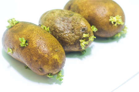 Potatosの写真素材