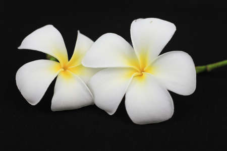 White flowers isolated on black background 12の写真素材