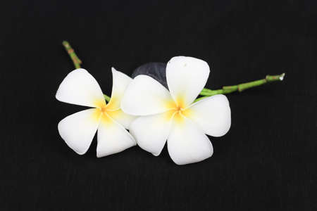 White flowers isolated on black background 11の写真素材