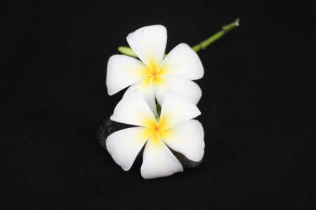 White flowers isolated on black background 2の写真素材