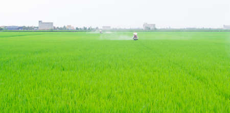 Green paddy fieldの写真素材