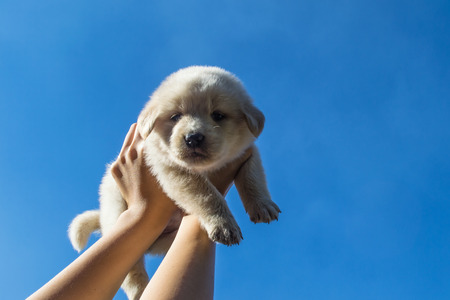 Nurtured to show their love for puppies.の写真素材