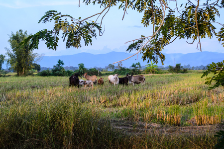 The cattle in the countrysideの写真素材