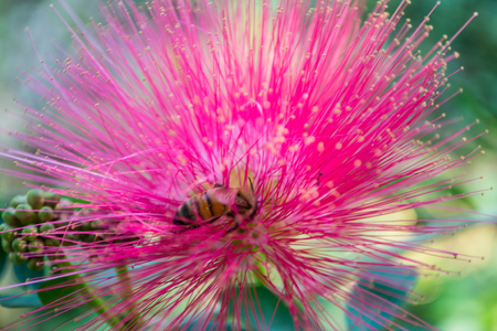 Bees are nectar from flowers.の写真素材
