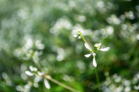 Vibrant flowers - to shoot blur.の写真素材