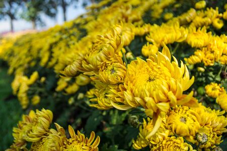 Yellow flowers in vivid colorsの写真素材