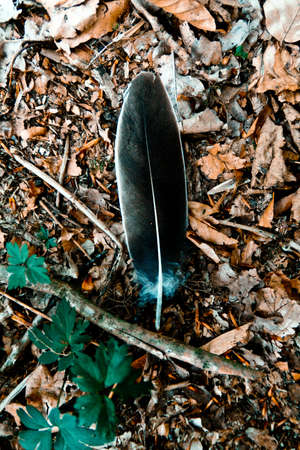Autumn black feather in fallen leavesの写真素材