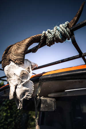 Skull of a goat on top of vintage campervanの写真素材
