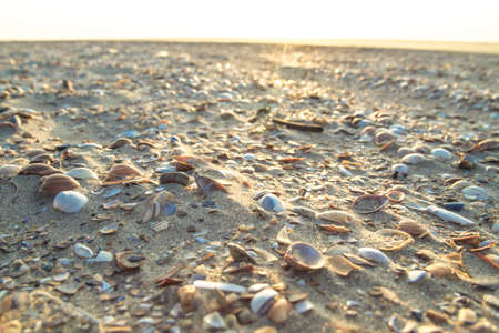 Shells on sandy beach