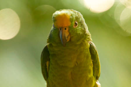Green parrot close up 