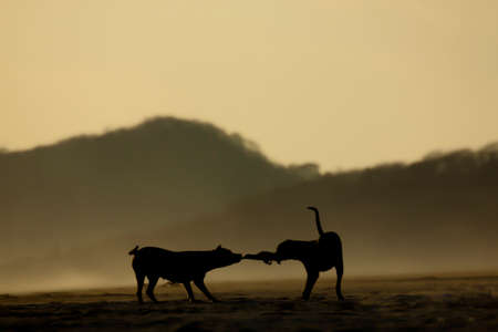 Sunset at Central American beach  Nice silhouette of 2 dogs fighting for a piece of girls cloth at...