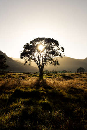 Sunset behind tree leaves nice silhouette and shadow in front of grassy, hilly landscape 