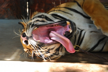 tiger with bare teeth and Tongueの写真素材
