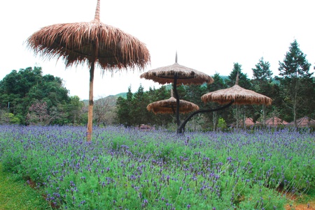 Lavender field farm in the north of Thailandの写真素材