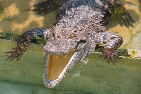 the crocodile with an open mouthの写真素材