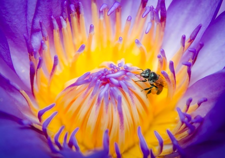 close up of bee on purple lotus flower