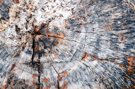 Texture of saw cut the old tree stump timber backgroundの写真素材