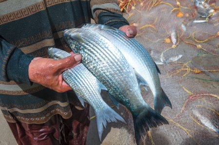 thai fisherman catches of fishes from sea