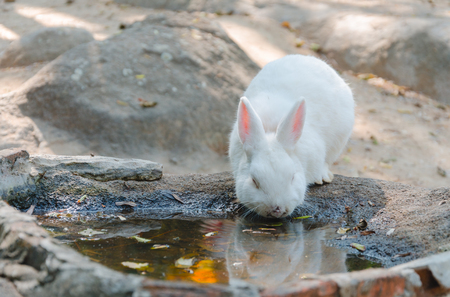 white rabbit drinking at a waterholeの写真素材
