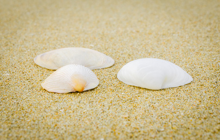 sea shells on summer sand beachの写真素材
