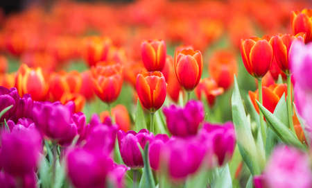 Tulip. Beautiful bouquet of tulips. colorful tulipsの写真素材