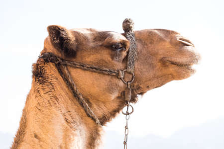 Camel Mount Sinai,  Egyptの写真素材
