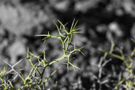 Tree Thorns close up.の写真素材