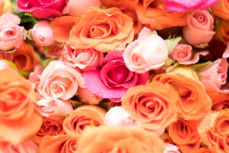 roses background, shallow depth of fieldの写真素材